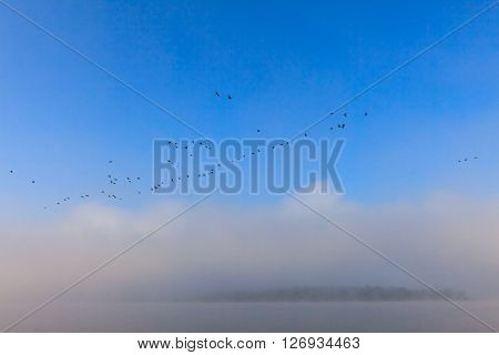 Swan wedge over Volga river. Misty dawn early morning nature landscape view in Russian countryside.