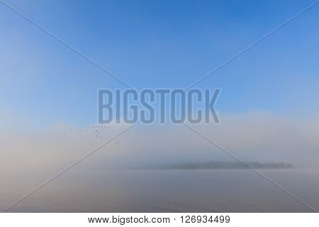 Swan wedge over Volga river. Misty dawn early morning nature landscape view in Russian countryside.
