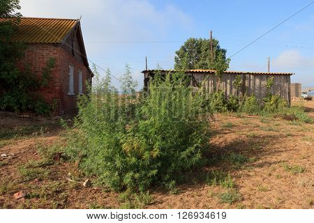 Large bush of marijuana. The landscape of the Russian village on the Volga river