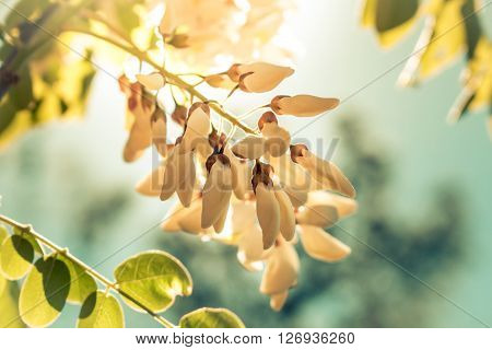 white acacia blooms on the spring sun over blue sky