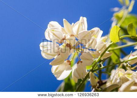 White acacia blooms on the spring sun over blue sky
** Note: Shallow depth of field