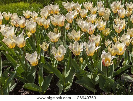 KIEV UKRAINE - APR 23: From April 20 to May 29 2016 on 