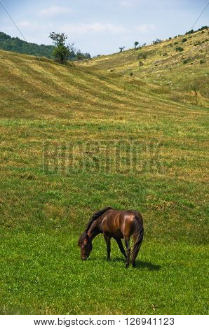 Horse on a meadow at sunny summer day in Pester, southwest Serbia