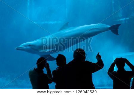 GENOA, ITALY - MARCH 22, 2016: Visitors observe as the common bottlenose dolphin (Tursiops truncatus) swims in the Genoa Aquarium in Genoa, Liguria, Italy. 