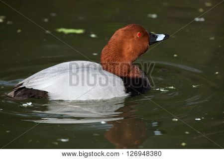 Common pochard (Aythya ferina). Wild life animal. 