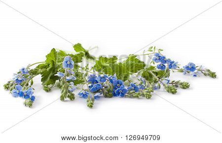 Veronica chamaedrys flower isolated on white background