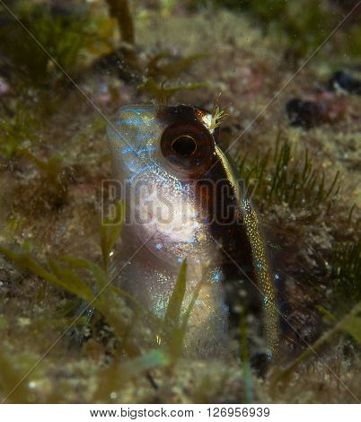A Small Fish Comes Out On The Rock