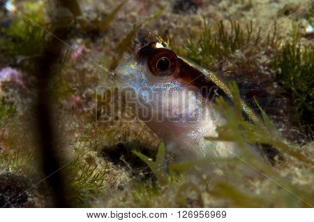 A Small Fish Comes Out On The Rock