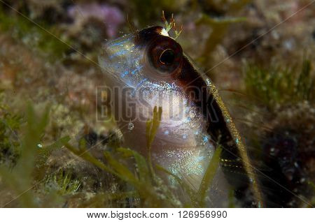 A Small Fish Comes Out On The Rock