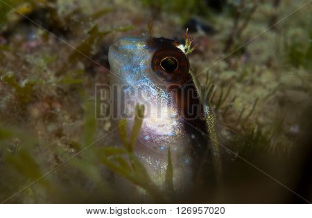 A Small Fish Comes Out On The Rock