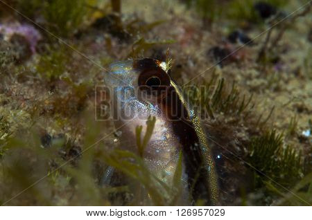 A Small Fish Comes Out On The Rock