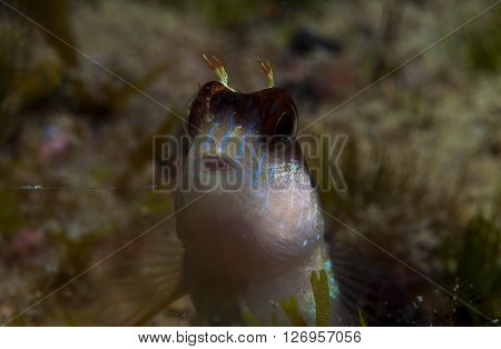 A Small Fish Comes Out On The Rock
