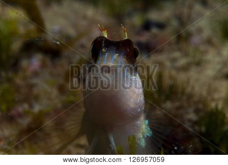 A Small Fish Comes Out On The Rock