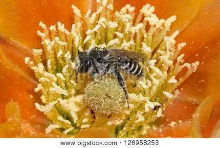 local pollinator on desert flower prickley pear
