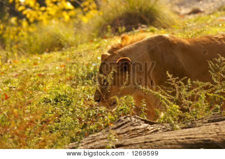 Lionne