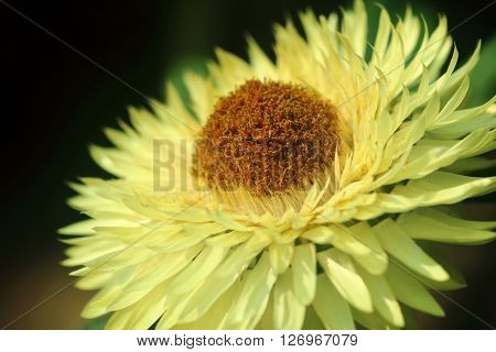 Close up of Yellow daisy flower in full bloom