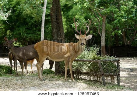 Brow Antlered Deer