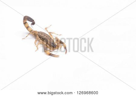 Brown scorpion isolate on white background ,Poison insect