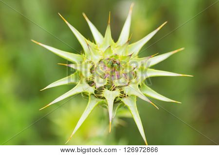 Wild Flowers Scotch Thistle (Onopordum acanthium) Medical plants.