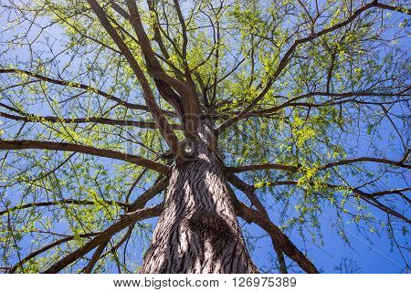 swamp cypress branches on blue sky spring.