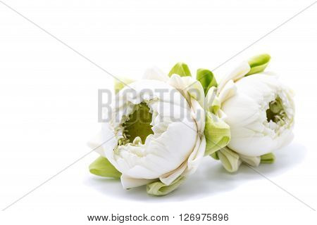 two white lotus flower isolated on white background