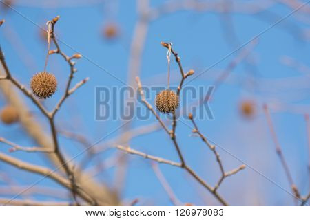 Tree Fruits Platanus Planetree against the sky