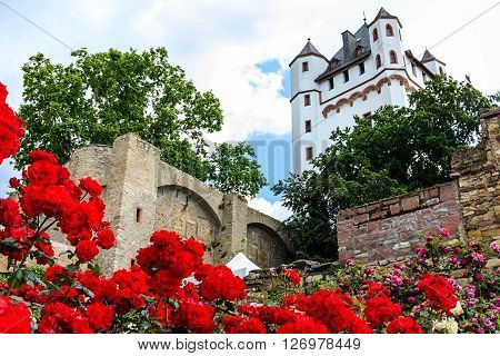 Red roses in Castle Garden of Eltville am Rhein, Germany