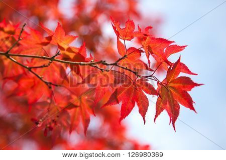 Red maple leaves in early spring against blue sky