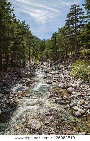 Asco river cascading through a pine forest with snow capped mountains in the distance