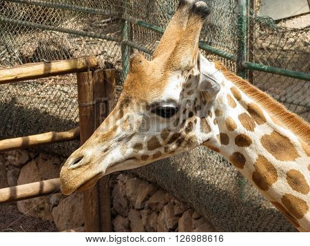 Girrafe head portrait at a safari park