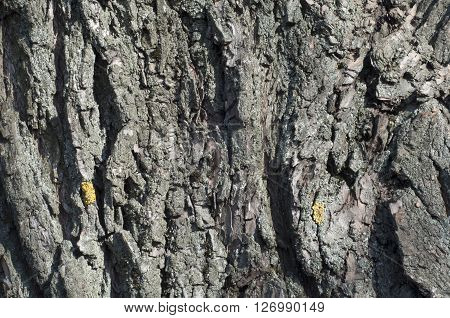Background bark of an old tree. Texture bark of an old tree with lichen. Moss on bark of an old tree. Horizontal shot.