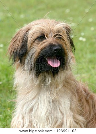 Typical Pyrenean Sheepdog in the spring garden