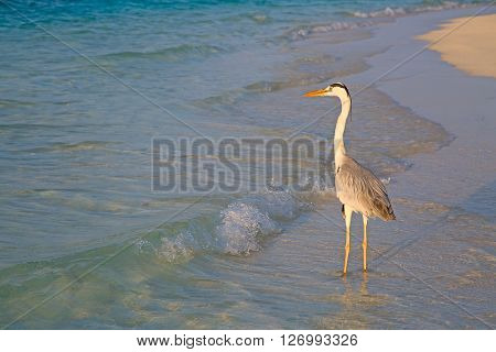 Gray heron fishing at sunset on the beach