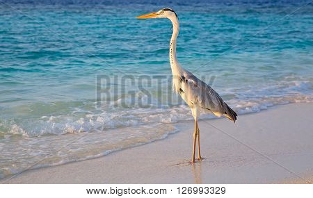 Gray heron fishing at sunset on the beach
