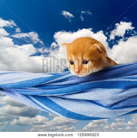 Red kitten in a hammock. Cute orange kitten in a blue hammock having rest, relax at blue sky background. Adorable sad pet. Small heartwarming kitten. Little cat. Animal isolated. High key