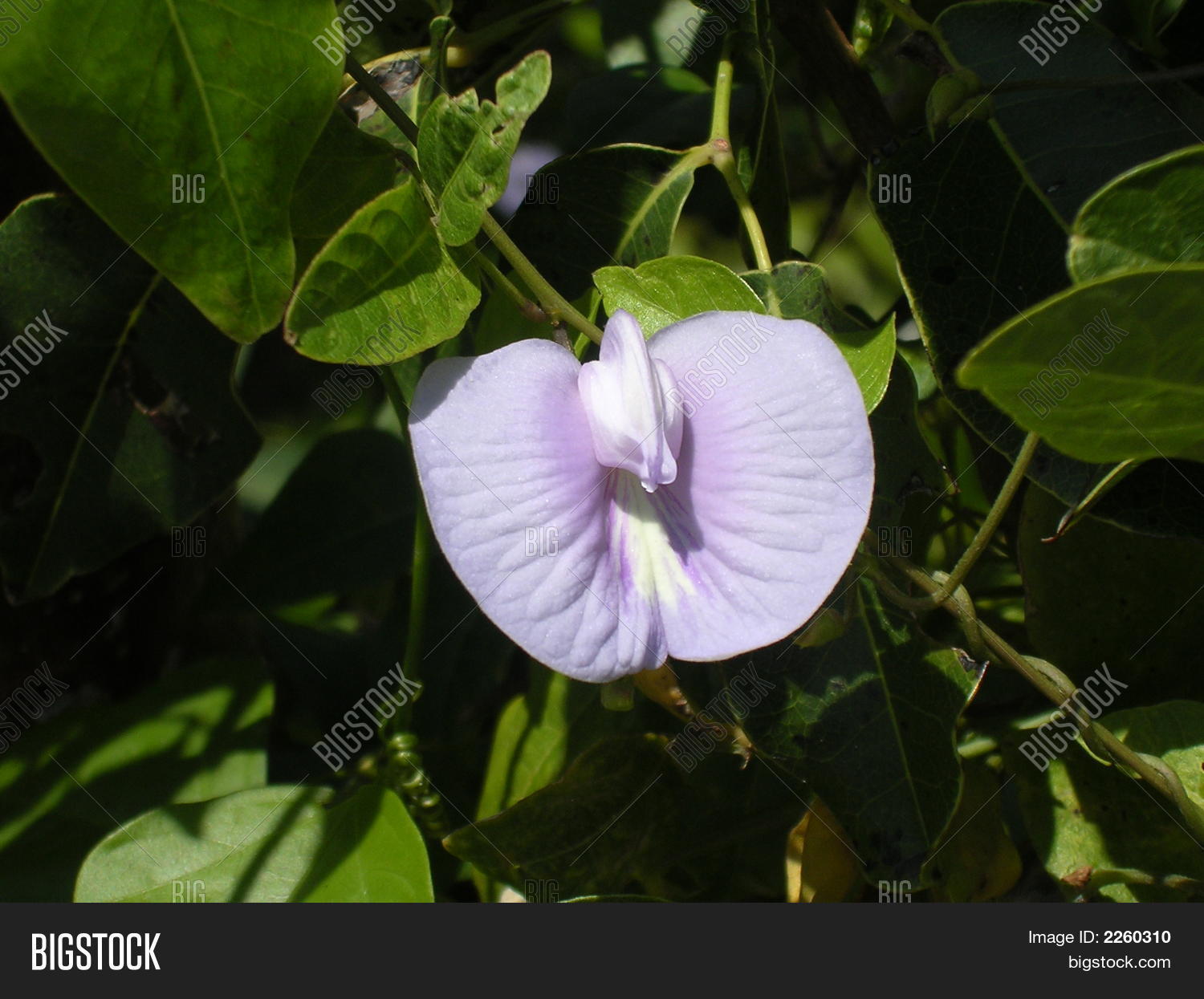 Image Preview