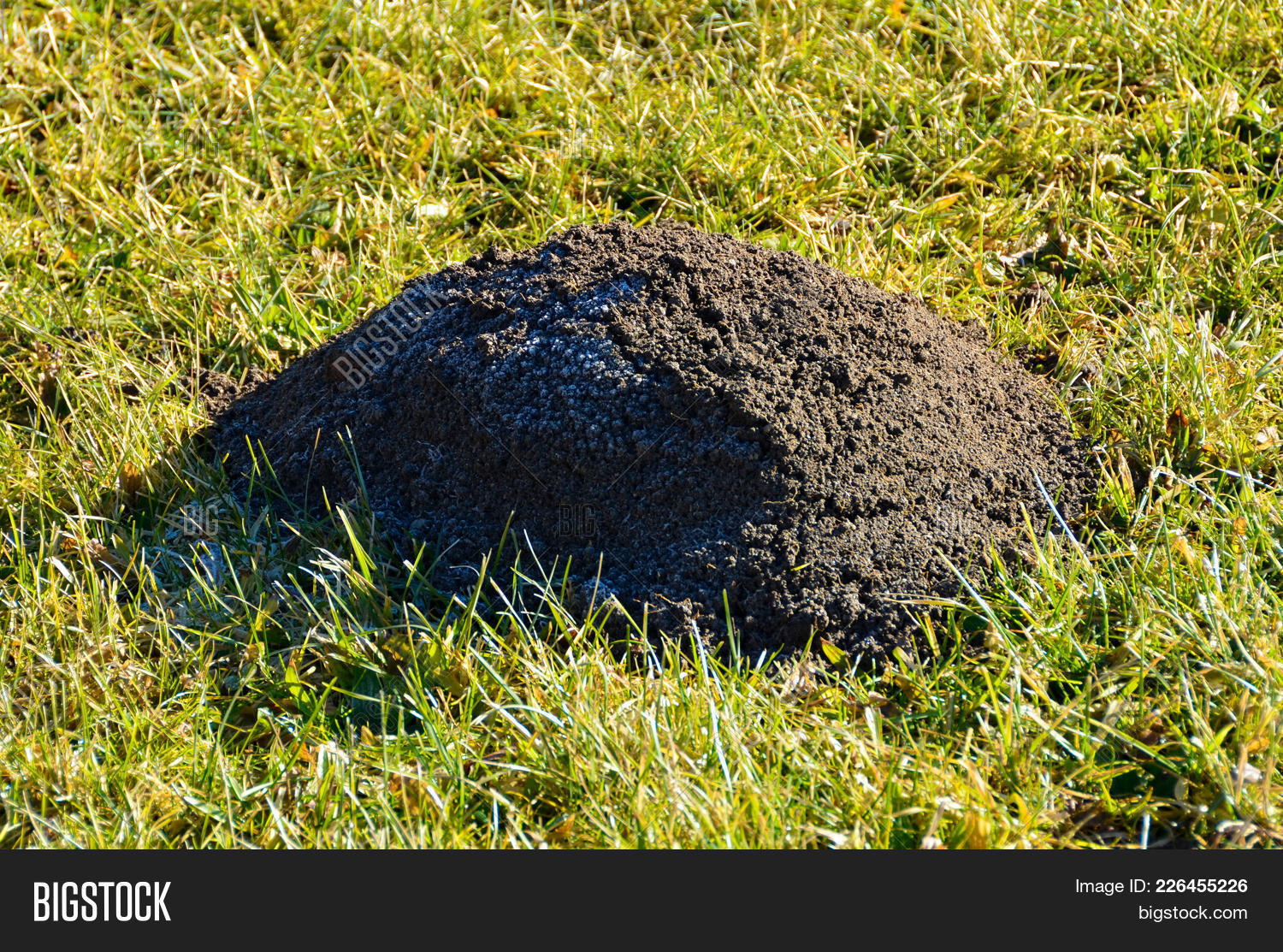Single Unique Molehill Image & Photo (Free Trial) Bigstock