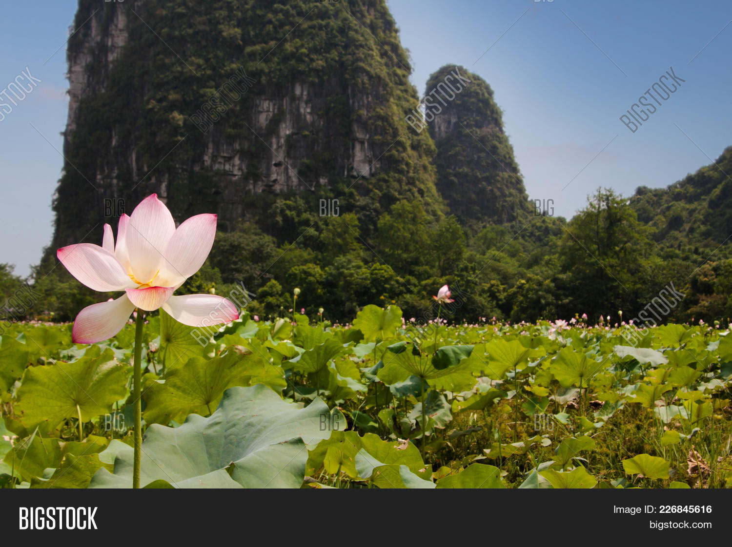 Lotus Flower Image & Photo (Free Trial) Bigstock