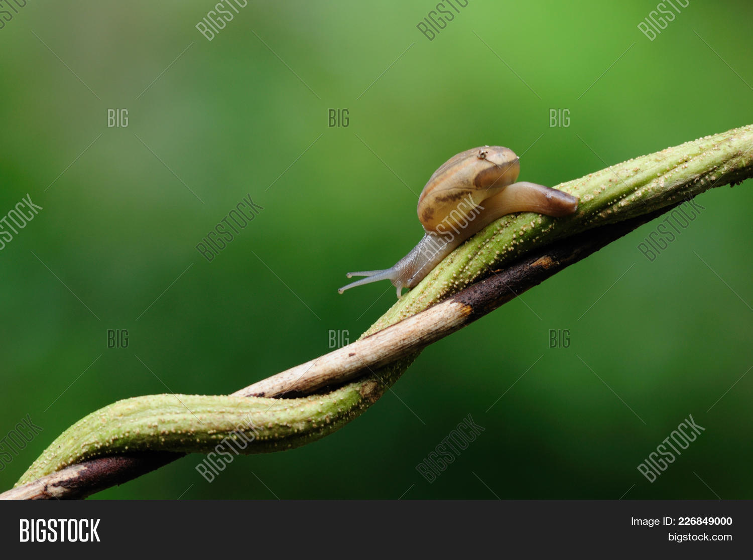 Slug Creep Slowly Down Image & Photo (Free Trial) | Bigstock