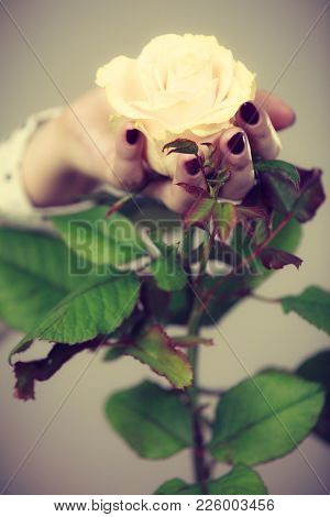 International Women Or Mother Day. Female Hands Nails Manicure Holding White Rose Flower. Toned Imag