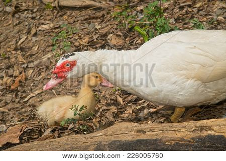 Muscovy Duck Mother With Ducklings. The Musky Duck. The Maintenance Of Musky Ducks In A Park.