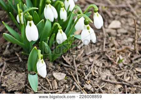 White Snowdrop Flowers (galanthus Nivalis) On Early Spring