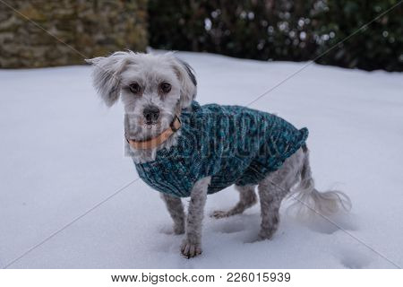 Attentive White Dog With A Hand-knitted Dog Coat