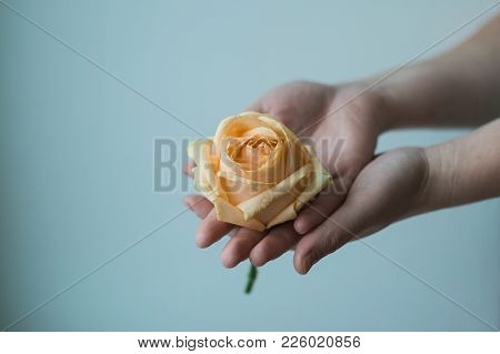 Atmospheric Toned Photo Of The Feamale Hands Holding Withering Rose On The Color Background. Concern