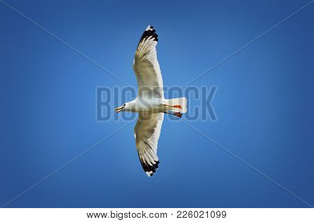 Caspian Gull In Flight Over Colorful Blue Sky ( Larus Cachinnans )