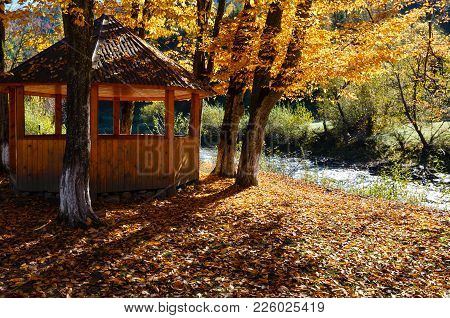 Open Air Gazebo In Autumn Carpathian Mountain Yellow Beech Tree Sunny Park On White Tysa River Shore
