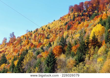 Autumn Carpathian Mountains Landscape With Multicolored Yellow-orange-red-brown Trees On Slope (tran