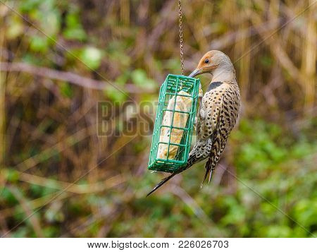 Northern Flicker (colaptes Auratus)