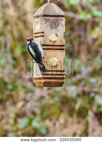 Downy Woodpecker (dryobates Pubescens)