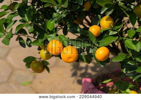 Round Kumquat Or Marumi Kumquat On Tree. Marumi Kumquat Is Symbol For Wealth And Happiness For Vietn